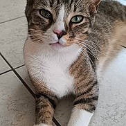 Petit Pitoune a rejoint le concours — aidez-le/la à gagner de superbes lots ! animal, cat, curious, cute, domestic, ears, feline, floor_tiles, fur, green_eyes, home, indoor, looking, pet, portrait, relaxed, resting, tabby, whiskers, white_paws