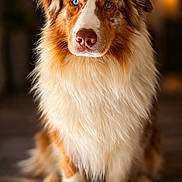 Toupy a rejoint le concours — aidez-le/la à gagner de superbes lots ! attentive, australian_shepherd, blue_eye, bokeh, brown_eye, closeup, dog, ears, fur, heterochromia, indoor, long_fur, muzzle, nose, paws, pet, portrait, sitting, warm_lighting, wooden_floor