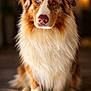 attentive, australian_shepherd, blue_eye, bokeh, brown_eye, closeup, dog, ears, fur, heterochromia, indoor, long_fur, muzzle, nose, paws, pet, portrait, sitting, warm_lighting, wooden_floor