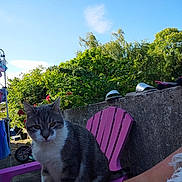 Félix a rejoint le concours — aidez-le/la à gagner de superbes lots ! cat, pink_chair, outdoor, greenery, blue_sky, sunlight, pet, animal, feline, garden, plants, concrete_wall, footwear, slippers, relaxation, summer, nature, daytime, person_arm, casual