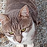 Félix a rejoint le concours — aidez-le/la à gagner de superbes lots ! abyssinian, angora, animal, cat, egyptiancat, kitten, manx, person, pet, sleeping, snout