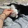 cat, black_and_white, pet, hand, bracelets, scratching, relaxed, bed, blanket, striped, feline, whiskers, pink_nose, sleepy, comfort, indoor, close_up, domestic_animal, resting, cozy