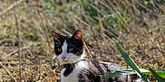 Charlie a rejoint le concours — aidez-le/la à gagner de superbes lots ! cat, black_and_white, animal, outdoor, grass, plants, sunlight, nature, curious, exploring, paw_raised, collar, mammal, small, wildlife, field, daylight, focus, whiskers, feline