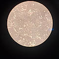 Ebunolorun A.