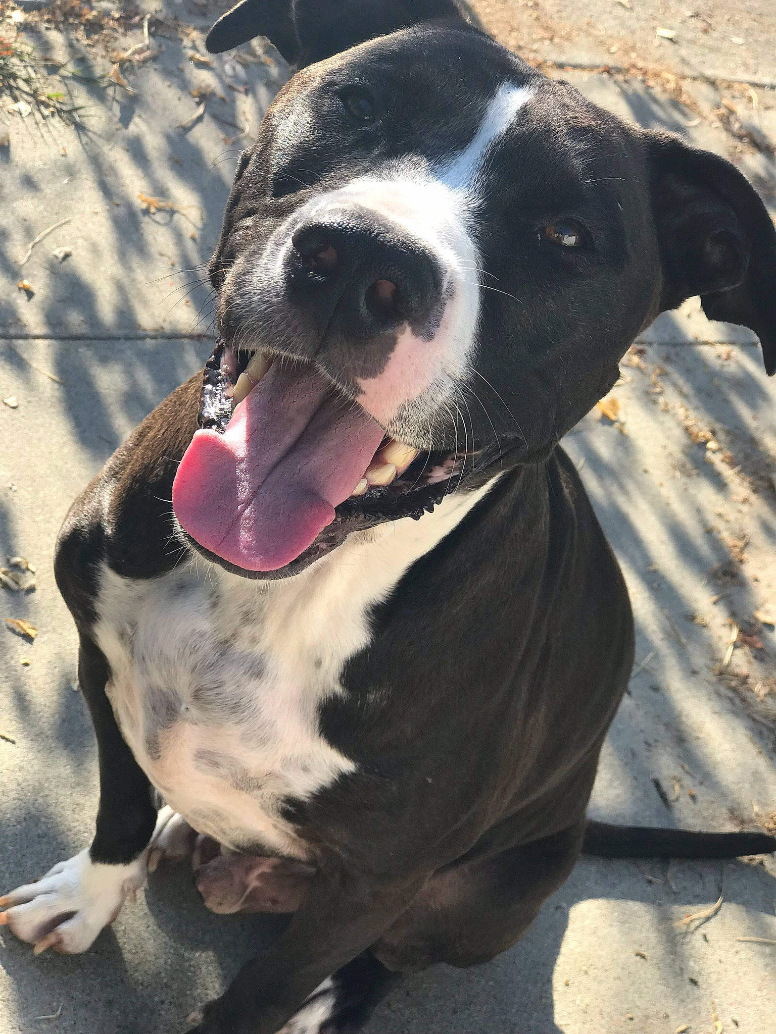 Bones is registered to the contest to win money with this photo: american_bulldog, american_pit_bull_terrier, american_staffordshire_terrier, canidae, carnivore, dog, dog_breed, dog_collar, fawn, mammal, non_sporting_group, nose, pit_bull, rare_breed_dog, snout, sporting_group, staffordshire_bull_terrier, valley_bulldog, vertebrate, whiskers