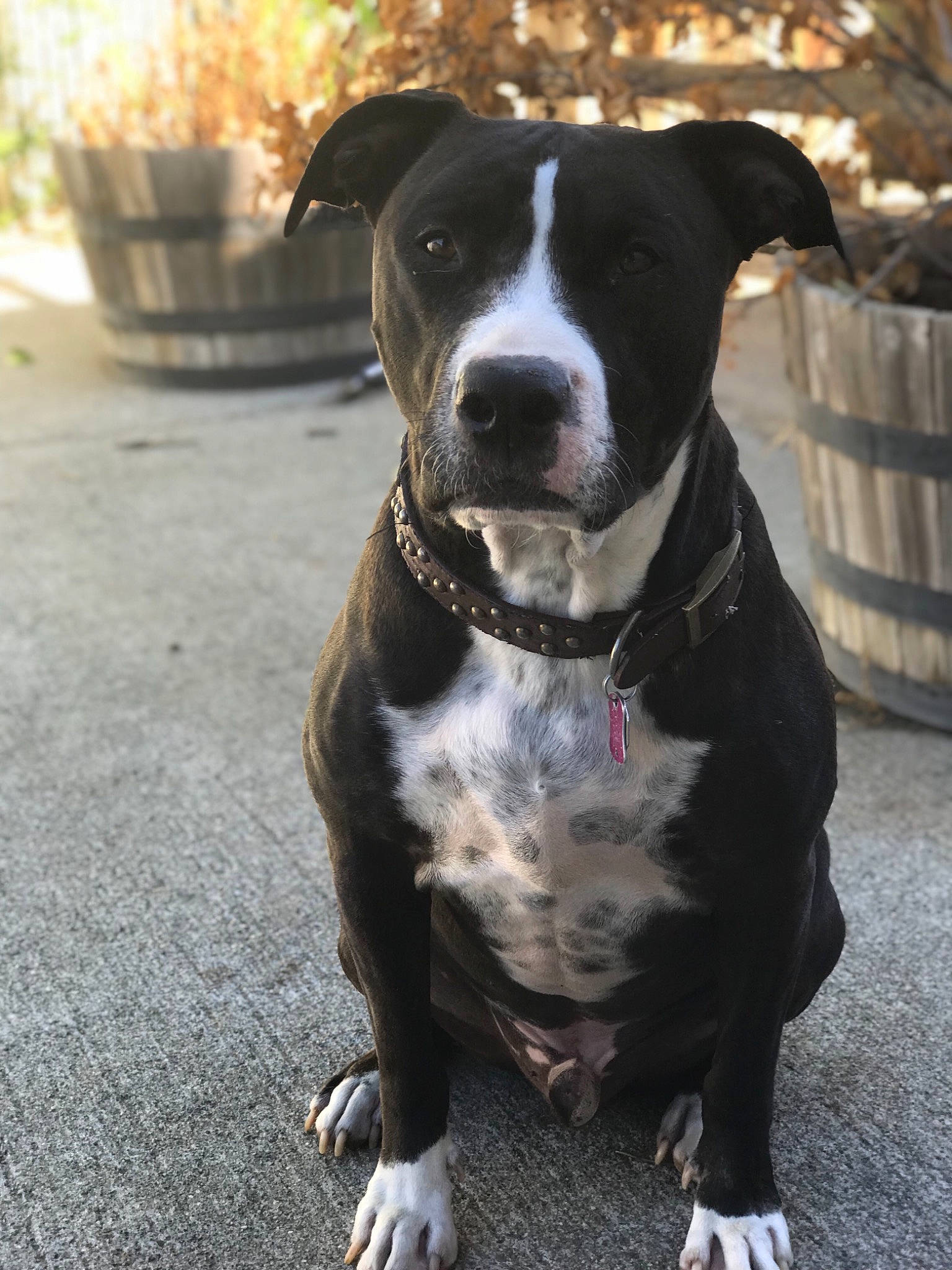 Bones joined the competition — help win amazing prizes! adventure, alaunt, american_bulldog, american_pit_bull_terrier, american_staffordshire_terrier, bandog, bully_kutta, canidae, carnivore, dog, dog_breed, fawn, mammal, non_sporting_group, pit_bull, snout, sporting_group, staffordshire_bull_terrier, tail, vertebrate