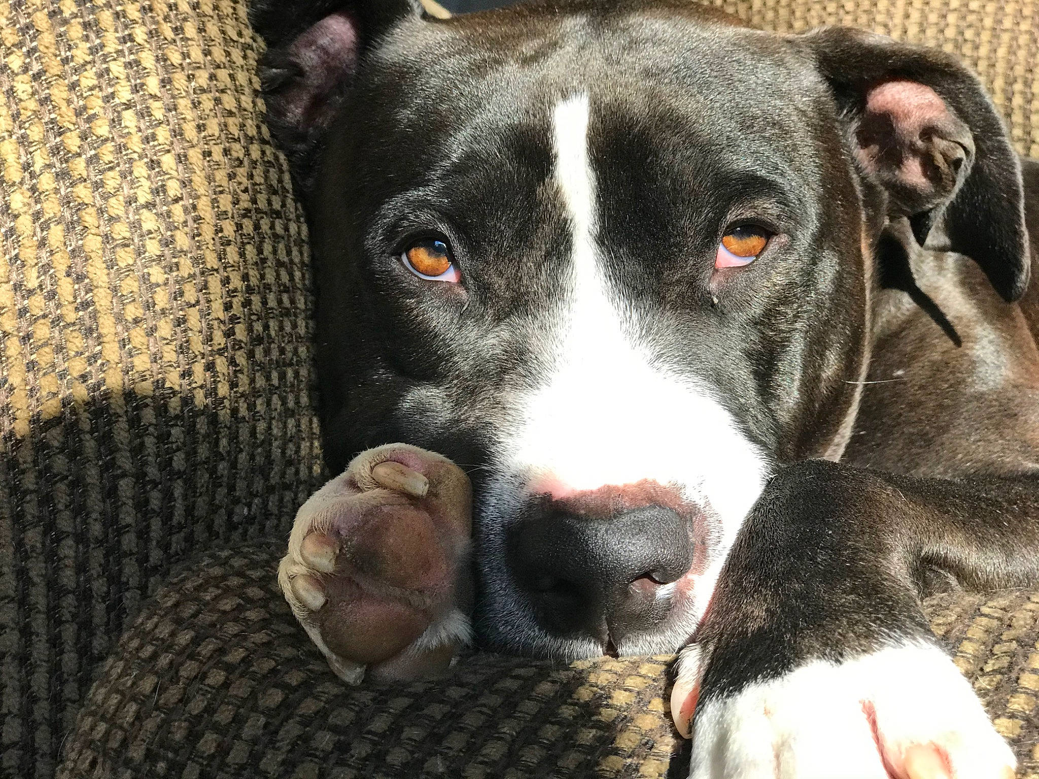 Bones joined the competition — help win amazing prizes! alaunt, american_pit_bull_terrier, american_staffordshire_terrier, canidae, carnivore, catahoula_bulldog, dog, dog_breed, fawn, mammal, non_sporting_group, nose, pit_bull, rare_breed_dog, snout, sporting_group, vertebrate, whiskers