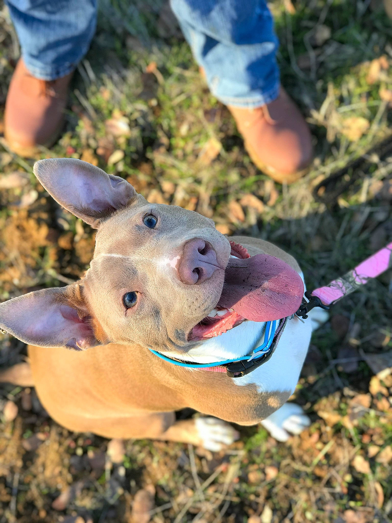 Lilly is registered to the contest to win money with this photo: adventure, american_pit_bull_terrier, american_staffordshire_terrier, canidae, carnivore, dog, dog_breed, ear, fawn, feist, fun, non_sporting_group, pit_bull, snout, sporting_group, weimaraner