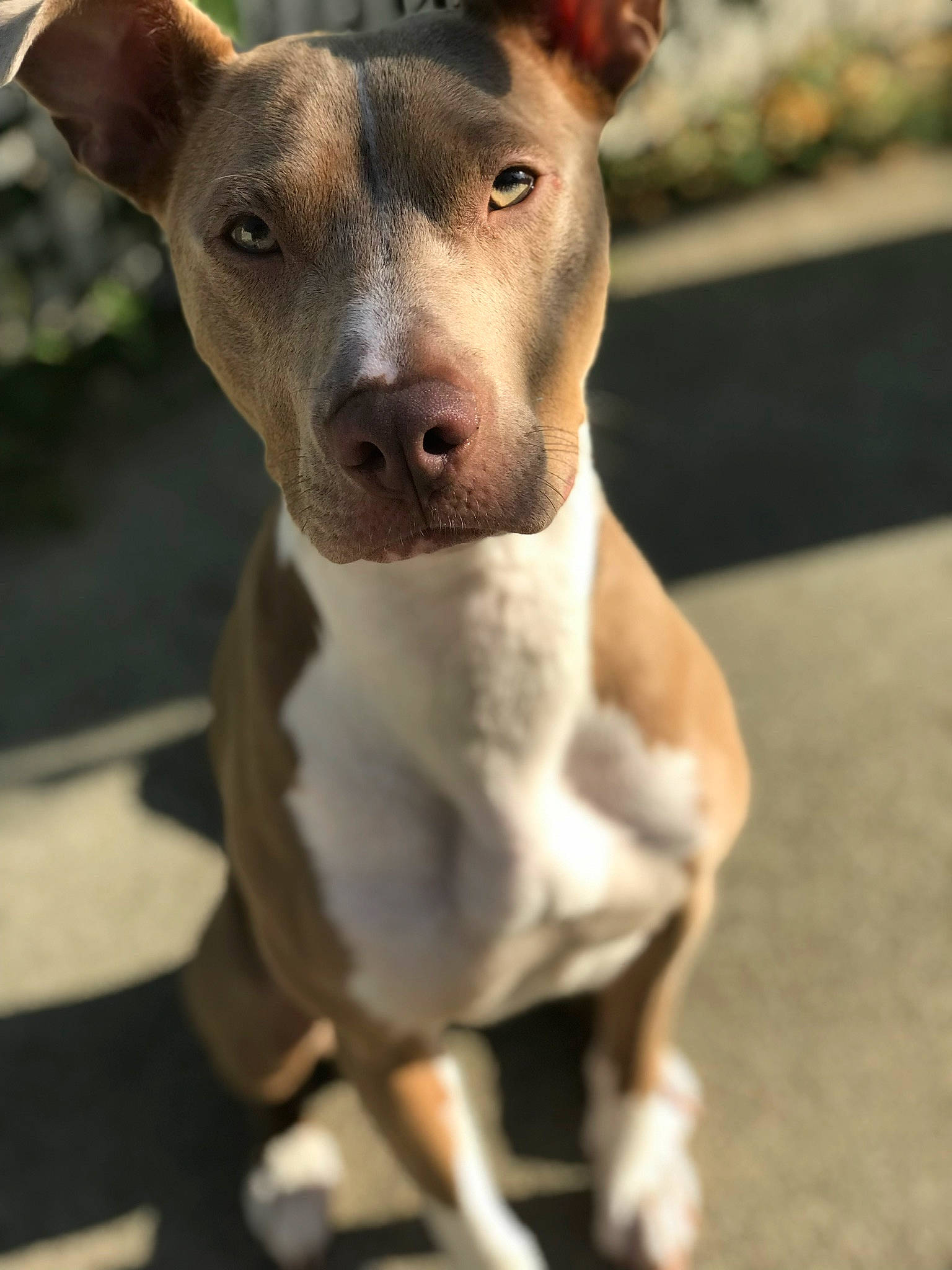 Lilly is registered to the contest to win money with this photo: american_pit_bull_terrier, american_staffordshire_terrier, bull_and_terrier, canidae, carnivore, dog, dog_breed, fawn, mammal, non_sporting_group, nose, old_english_terrier, pit_bull, potcake_dog, puppy, rare_breed_dog, snout, sporting_group, vertebrate, whiskers