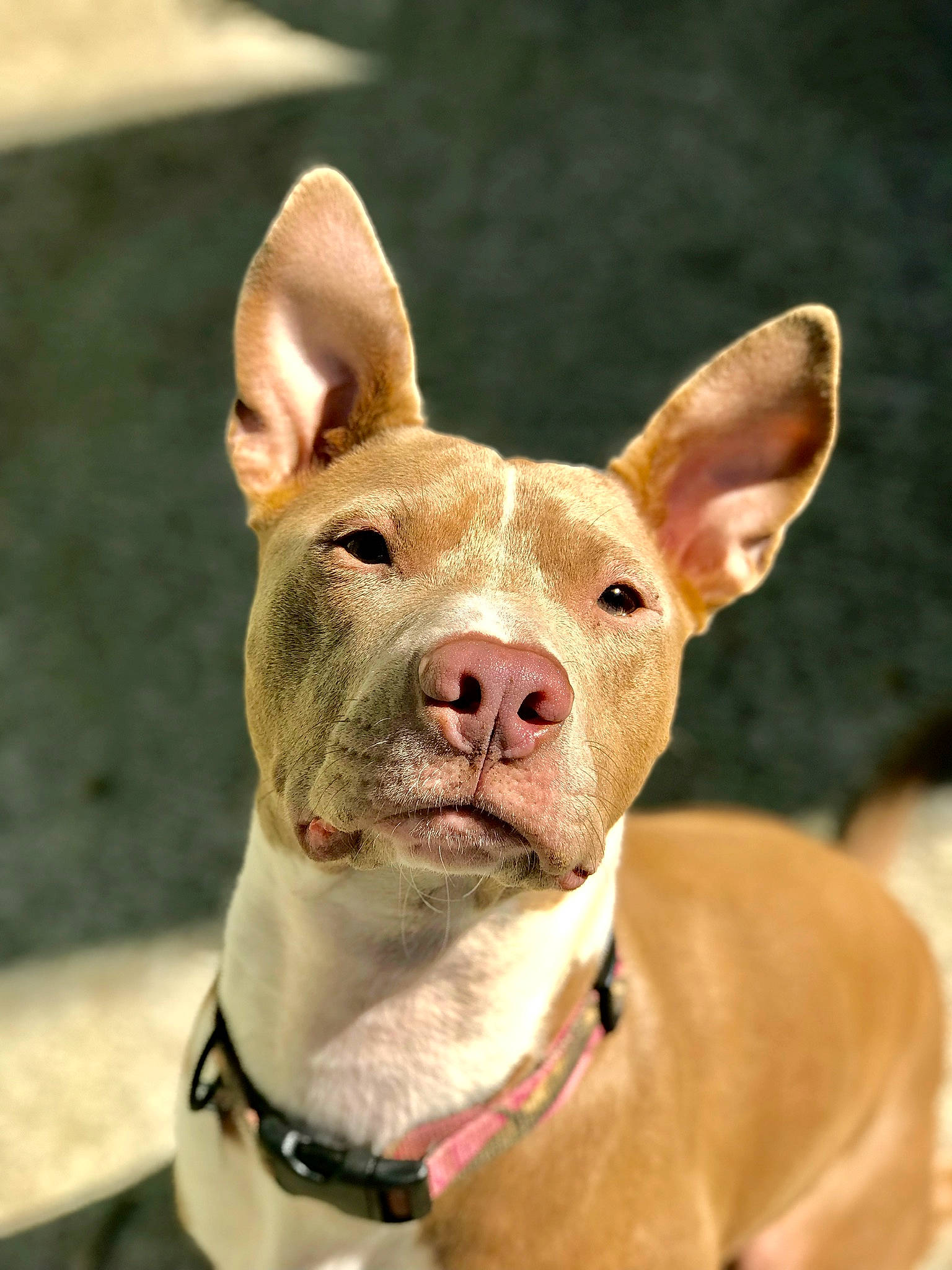 Lilly is registered to the contest to win money with this photo: american_pit_bull_terrier, american_staffordshire_terrier, ancient_dog_breeds, bull_and_terrier, canidae, carnivore, dog, dog_breed, dog_collar, ear, fawn, mammal, non_sporting_group, pit_bull, rare_breed_dog, snout, vertebrate, whiskers