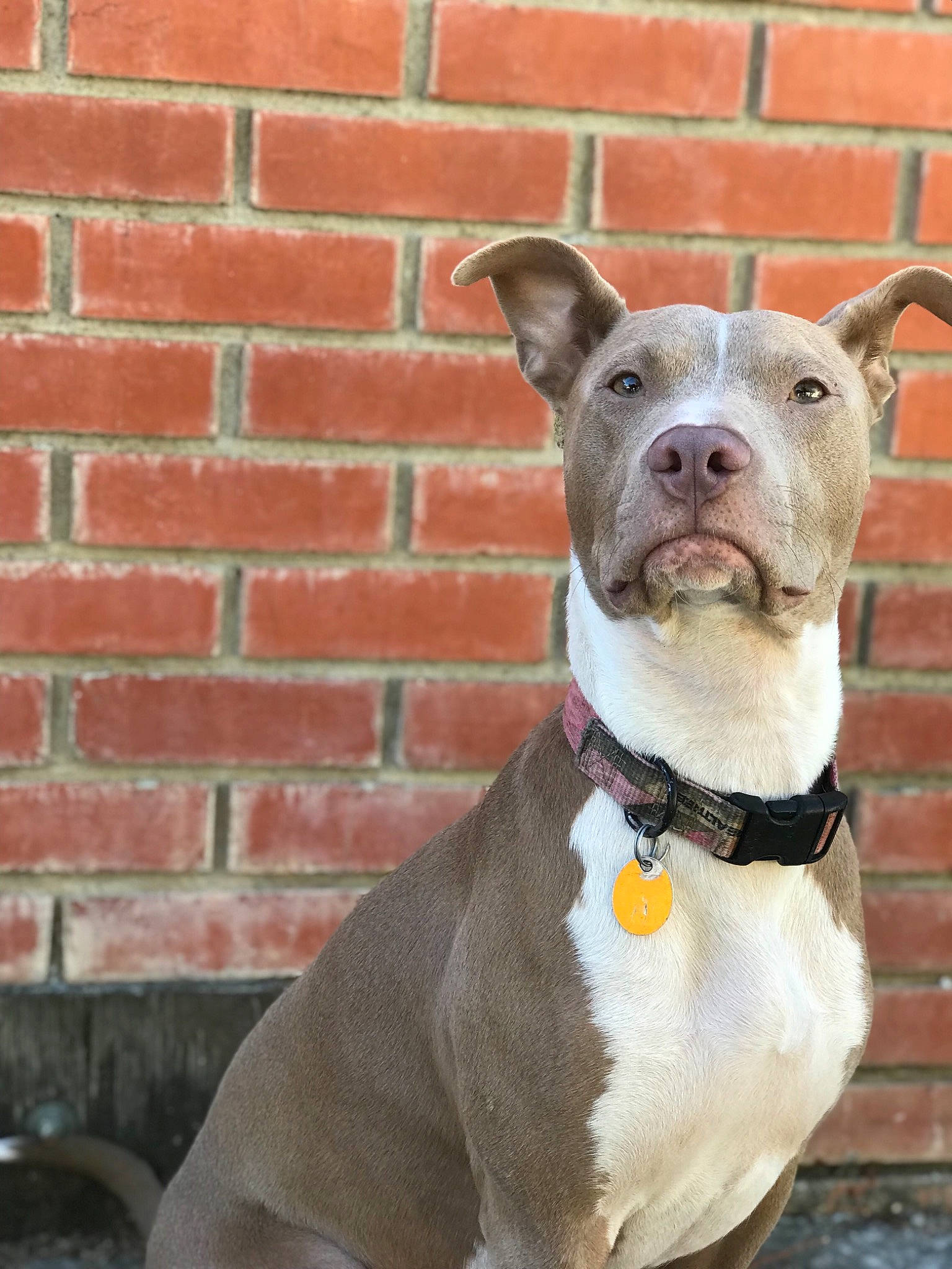 Lilly joined the competition — help win amazing prizes! american_pit_bull_terrier, american_staffordshire_terrier, bull_and_terrier, bully_kutta, canidae, carnivore, collar, dog, dog_breed, dog_collar, fawn, mammal, non_sporting_group, pit_bull, rare_breed_dog, snout, sporting_group, staffordshire_bull_terrier, terrier, vertebrate