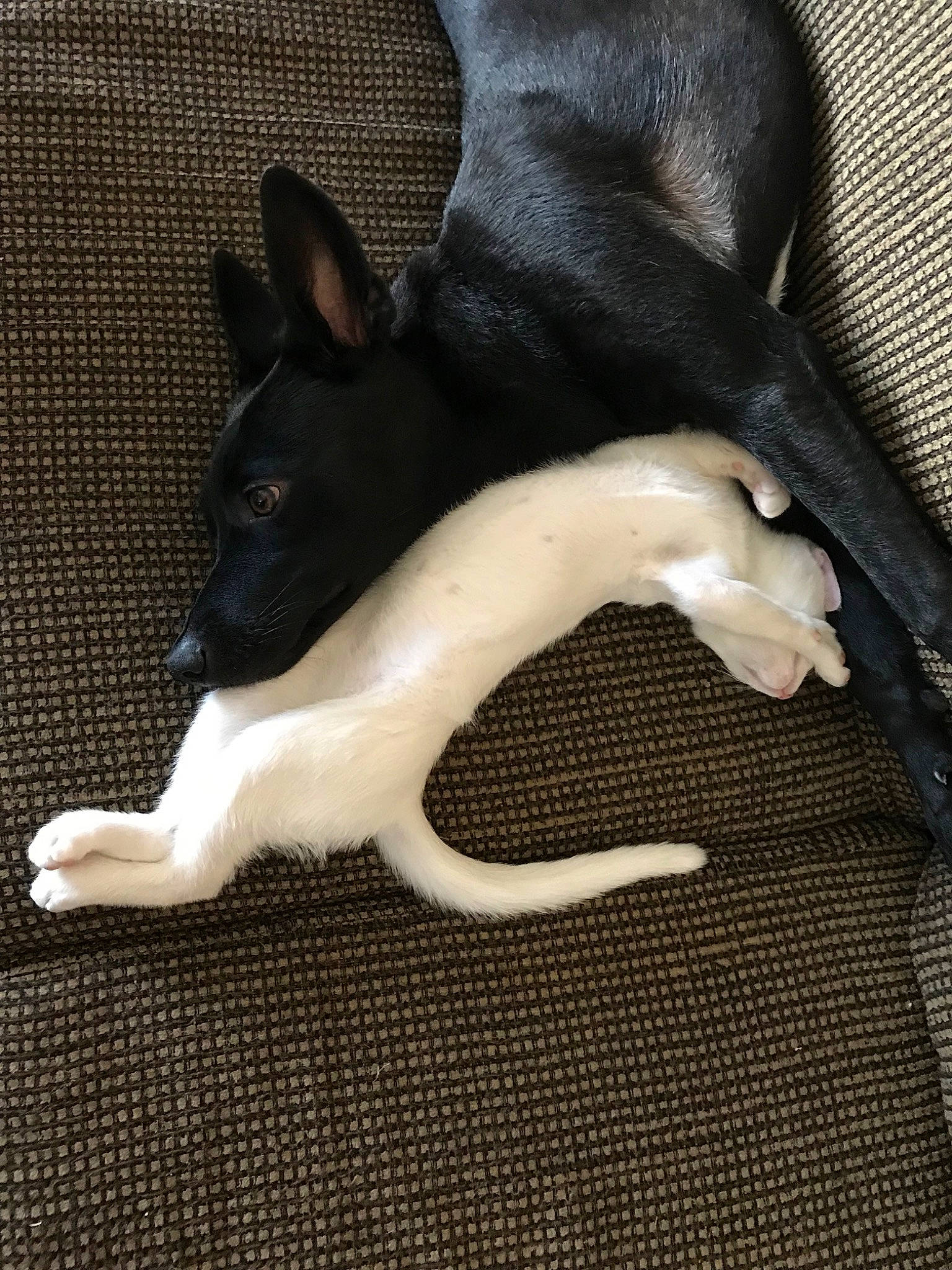 Aslan joined the competition — help win amazing prizes! canidae, carnivore, dog, dog_breed, feist, non_sporting_group, paw, tail, teddy_roosevelt_terrier, toy_fox_terrier