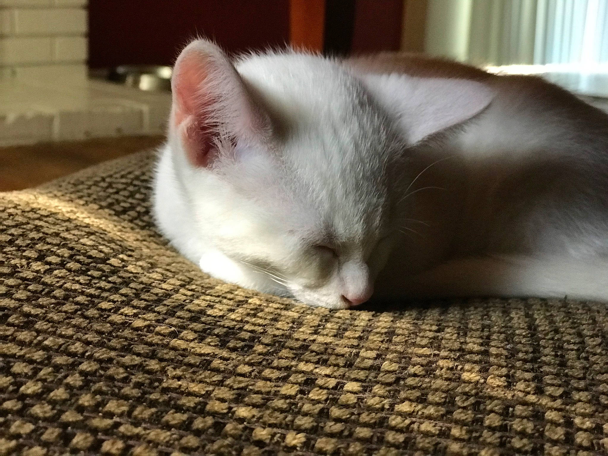 Aslan joined the competition — help win amazing prizes! asian, burmilla, carnivore, cat, cat_bed, close_up, colorpoint_shorthair, domestic_short_haired_cat, ear, eye, felidae, fur, kitten, mammal, nap, nose, skin, small_to_medium_sized_cats, snout, whiskers