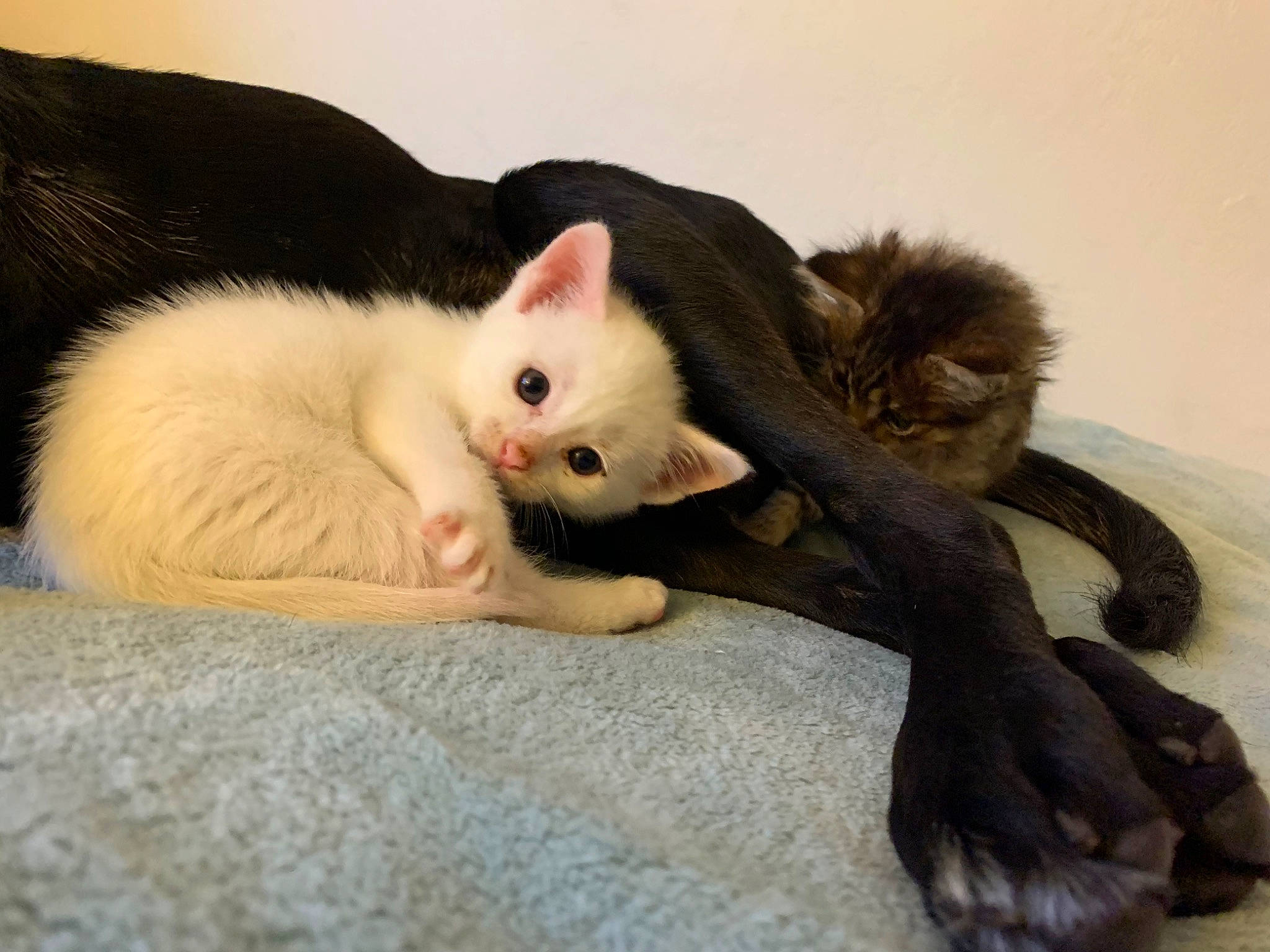 Aslan is registered to the contest to win money with this photo: carnivore, cat, claw, colorpoint_shorthair, domestic_short_haired_cat, fawn, felidae, fur, german_rex, kitten, mammal, paw, polydactyl_cat, skin, small_to_medium_sized_cats, tail, turkish_angora, turkish_van, vertebrate, whiskers