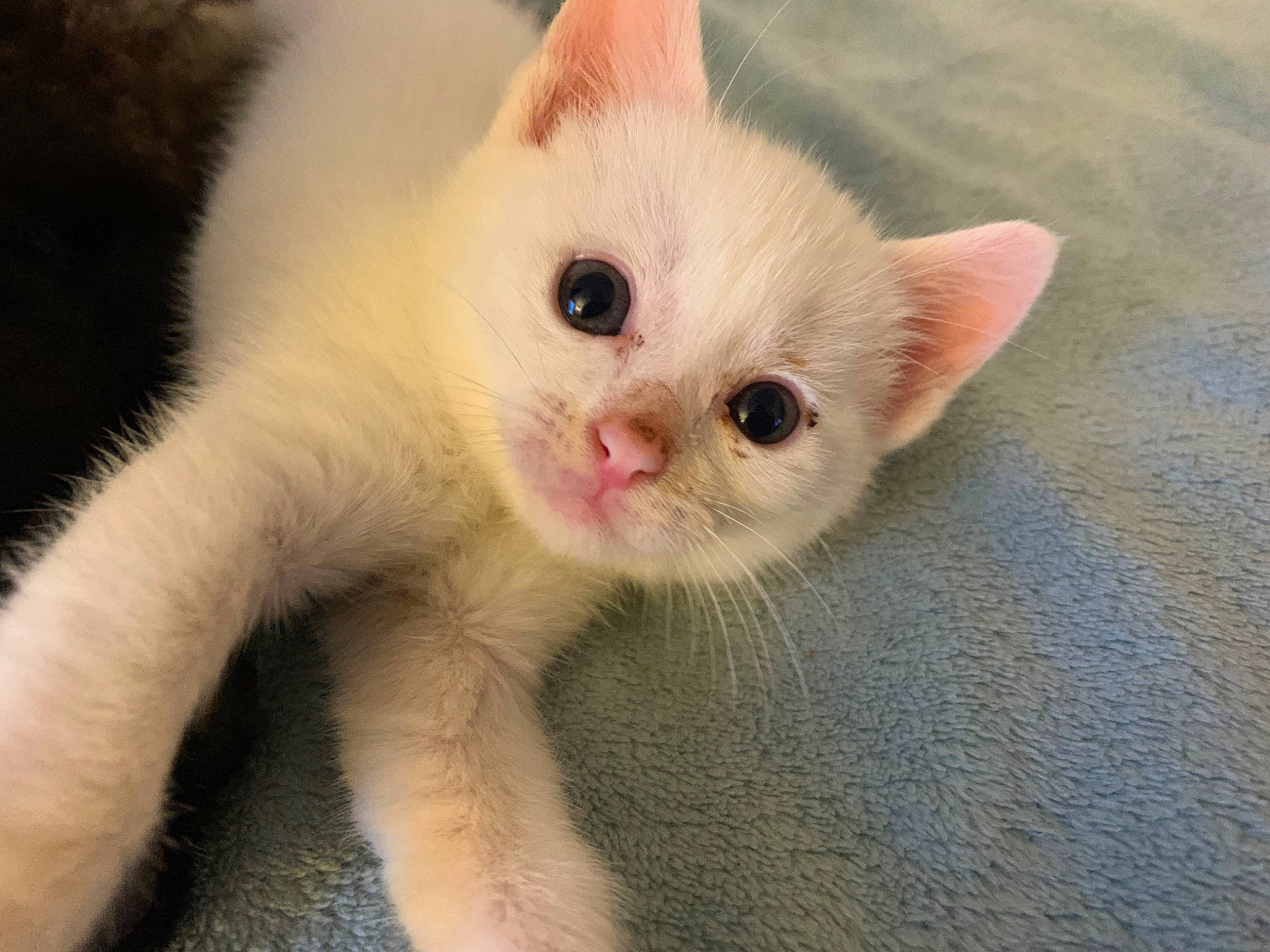 Aslan joined the competition — help win amazing prizes! asian, carnivore, cat, claw, colorpoint_shorthair, eye, felidae, khao_manee, kitten, mammal, nose, paw, skin, small_to_medium_sized_cats, snout, tail, turkish_angora, turkish_van, vertebrate, whiskers