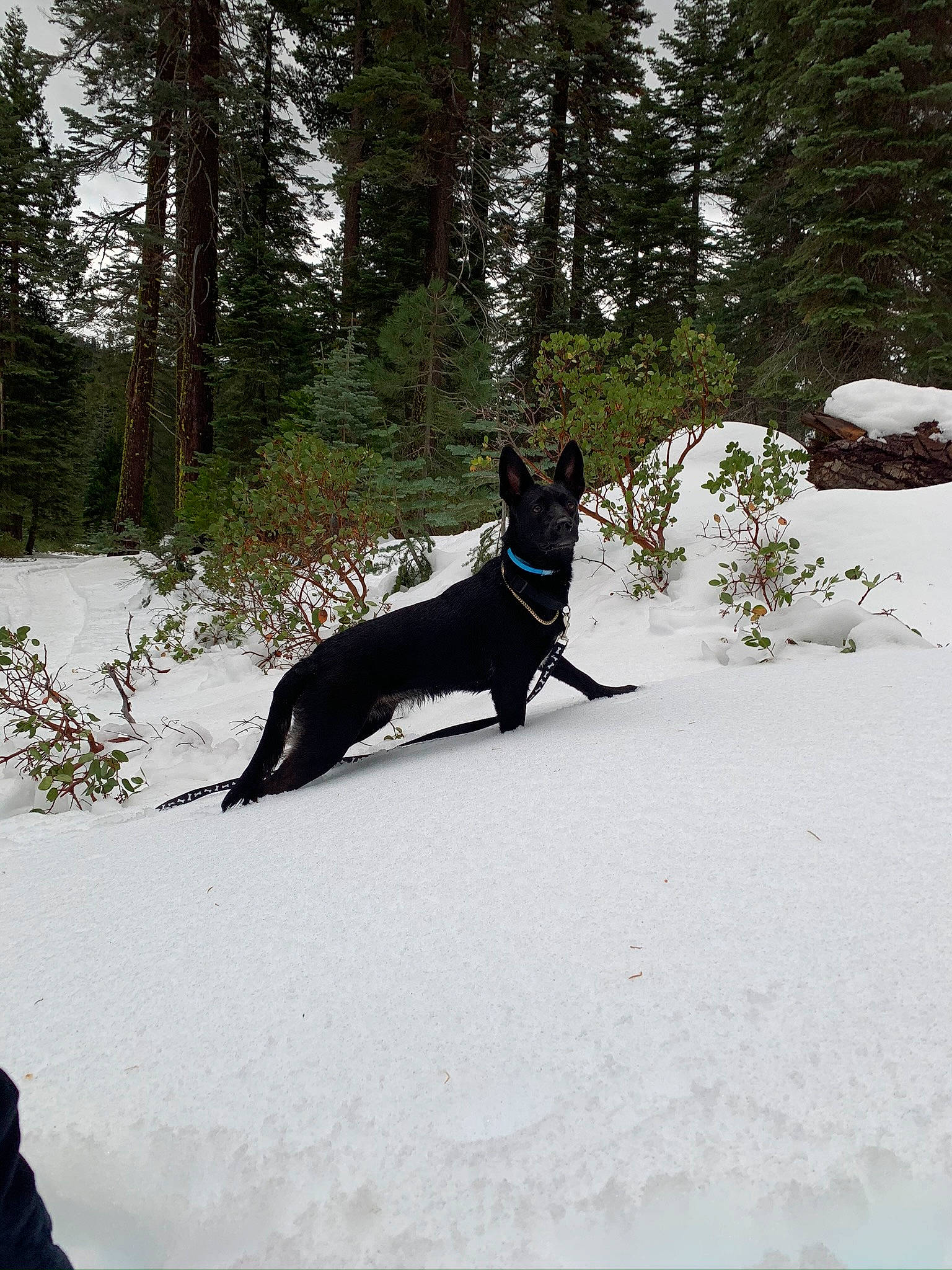Jasmine joined the competition — help win amazing prizes! canidae, carnivore, dog, dog_breed, east_european_shepherd, forest, guard_dog, lapponian_herder, non_sporting_group, snow, sporting_group, tree, winter, working_dog