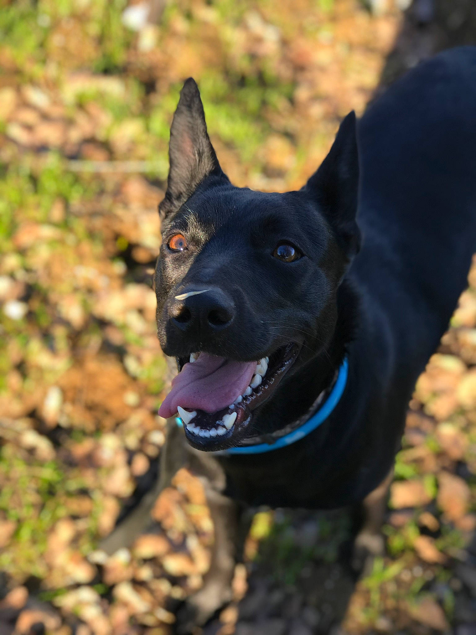 Jasmine joined the competition — help win amazing prizes! australian_kelpie, black_norwegian_elkhound, canidae, carnivore, dog, dog_breed, feist, formosan_mountain_dog, mammal, plant, rare_breed_dog, schipperke, snout, sporting_group, vertebrate