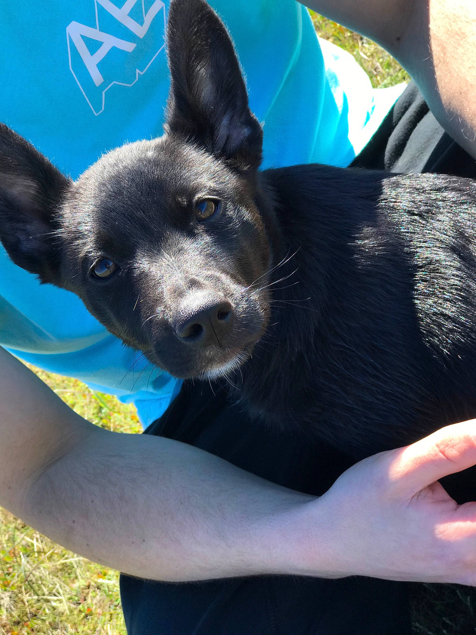 Jasmine joined the competition — help win amazing prizes! australian_kelpie, canidae, carnivore, dog, dog_breed, ear, formosan_mountain_dog, mammal, non_sporting_group, schipperke, snout, vertebrate