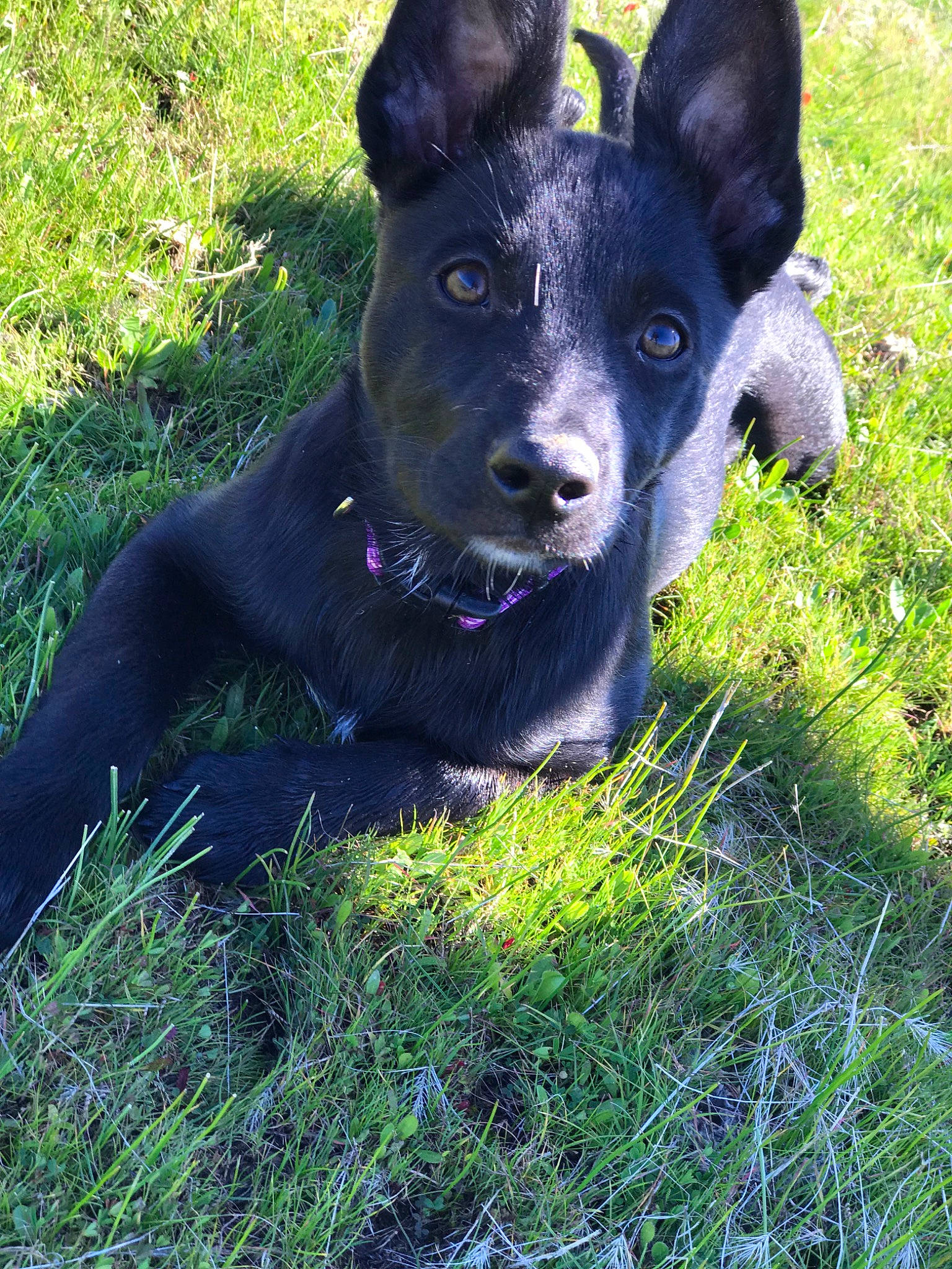Jasmine is registered to the contest to win money with this photo: australian_kelpie, canidae, carnivore, dog, dog_breed, feist, formosan_mountain_dog, grass, mammal, plant, rare_breed_dog, snout, sporting_group, vertebrate