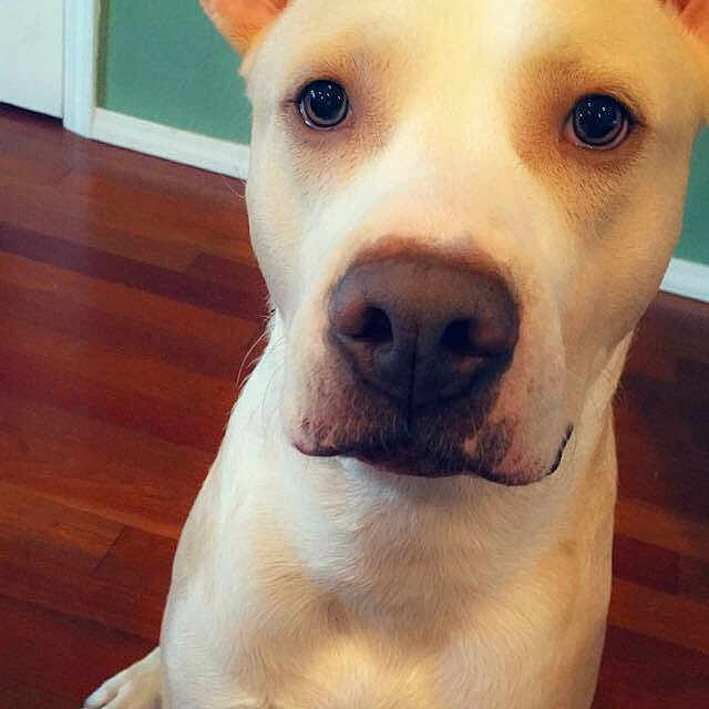 Marshmallow