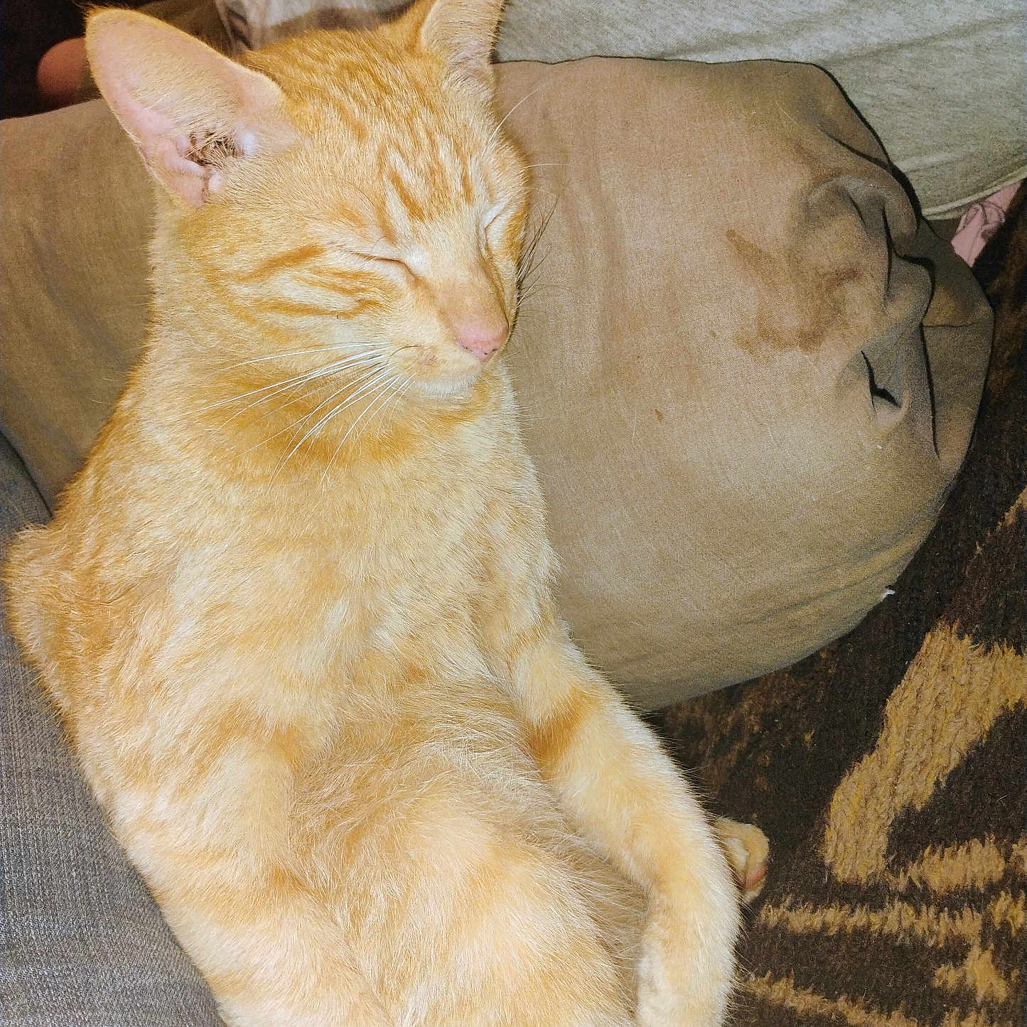 Garfield