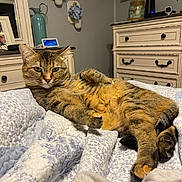 Sassy joined the competition — help win amazing prizes! cat, tabby, bedroom, quilt, floral_pattern, furniture, dresser, relaxed, pet, indoor, cozy, sleepy, feline, mammal, paw, ear, fur, home, resting, cute