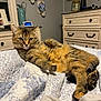 cat, tabby, bedroom, quilt, floral_pattern, furniture, dresser, relaxed, pet, indoor, cozy, sleepy, feline, mammal, paw, ear, fur, home, resting, cute