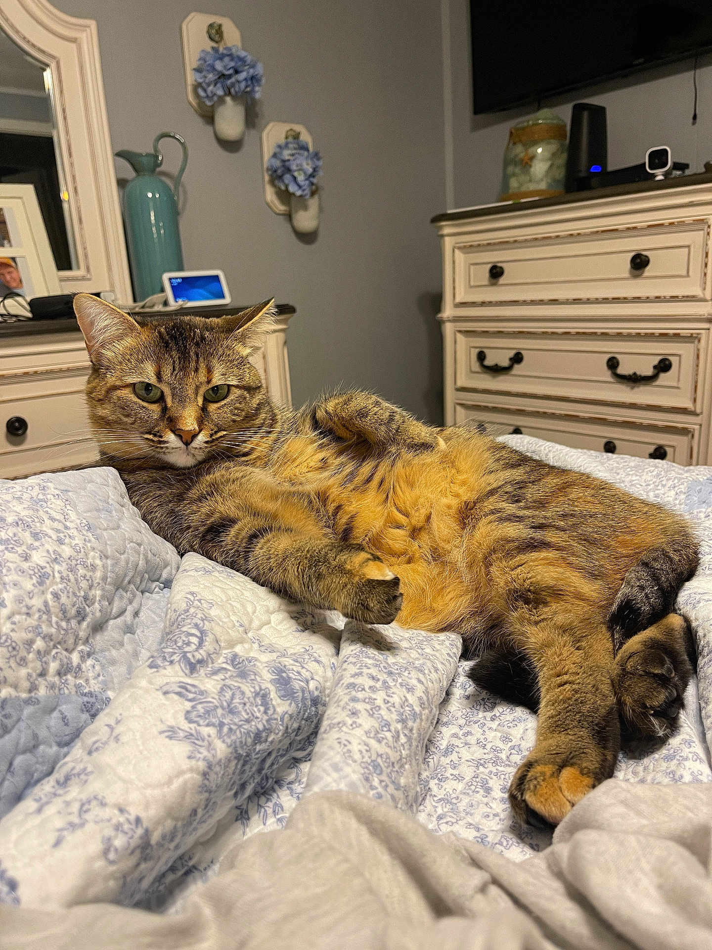 Sassy joined the competition — help win amazing prizes! cat, tabby, bedroom, quilt, floral_pattern, furniture, dresser, relaxed, pet, indoor, cozy, sleepy, feline, mammal, paw, ear, fur, home, resting, cute