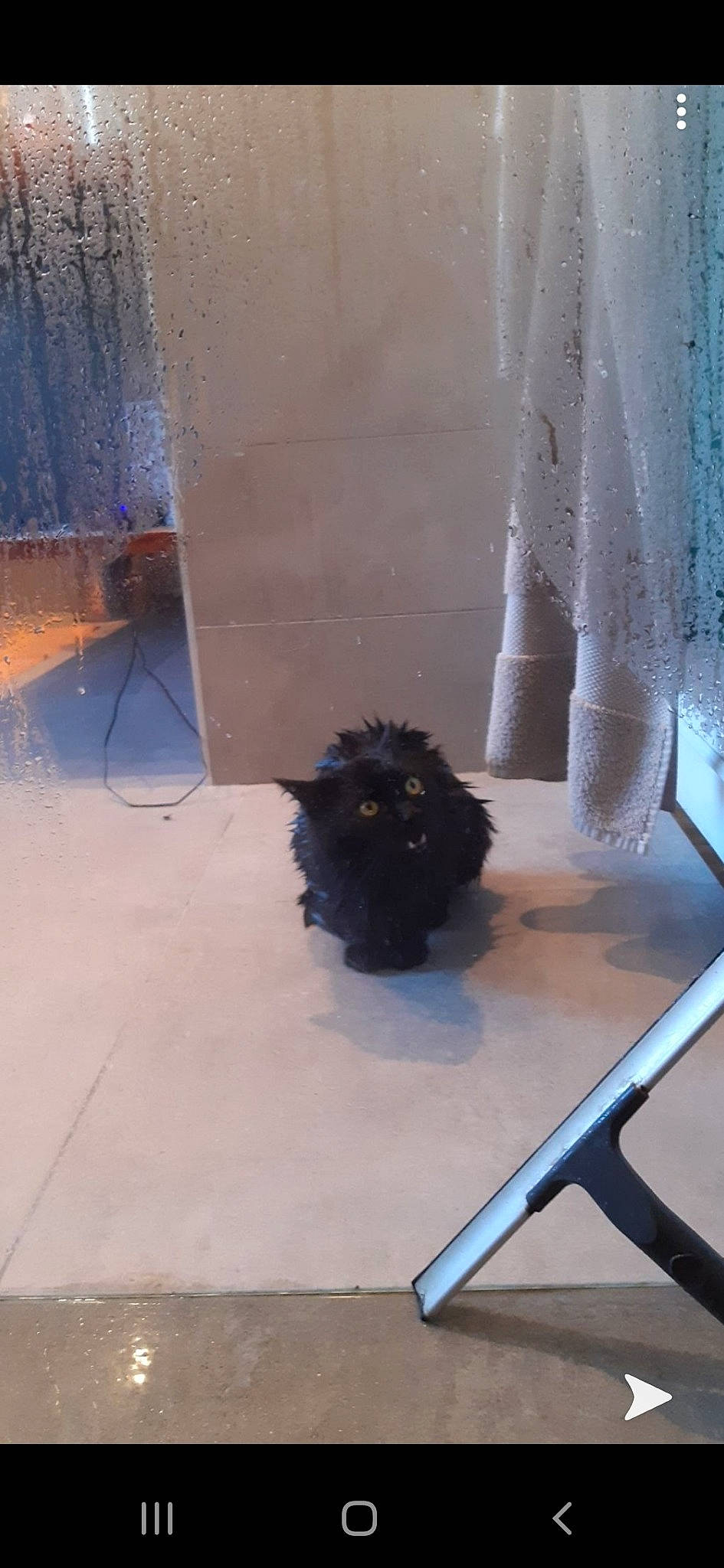 Scooby Doo a rejoint le concours — aidez-le/la à gagner de superbes lots ! affenpinscher, canidae, dog, dog_breed, fawn, floor, flooring, non_sporting_group, toy_dog