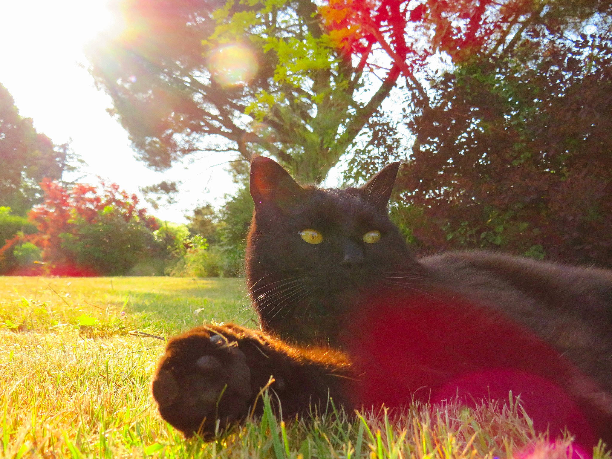 Scooby Doo participe au concours pour gagner de l'argent avec cette photo : black_cat, carnivore, cat, chartreux, domestic_short_haired_cat, eye, felidae, grass, leaf, plant, sky, small_to_medium_sized_cats, snout, sunlight, tail, tree, whiskers