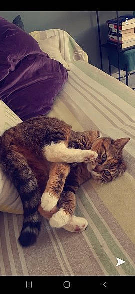 Glue participe au concours pour gagner de l'argent avec cette photo : carnivore, cat, claw, domestic_short_haired_cat, dragon_li, ear, european_shorthair, felidae, fur, kitten, leg, nap, paw, pixie_bob, polydactyl_cat, sleep, small_to_medium_sized_cats, tabby_cat, tail, whiskers