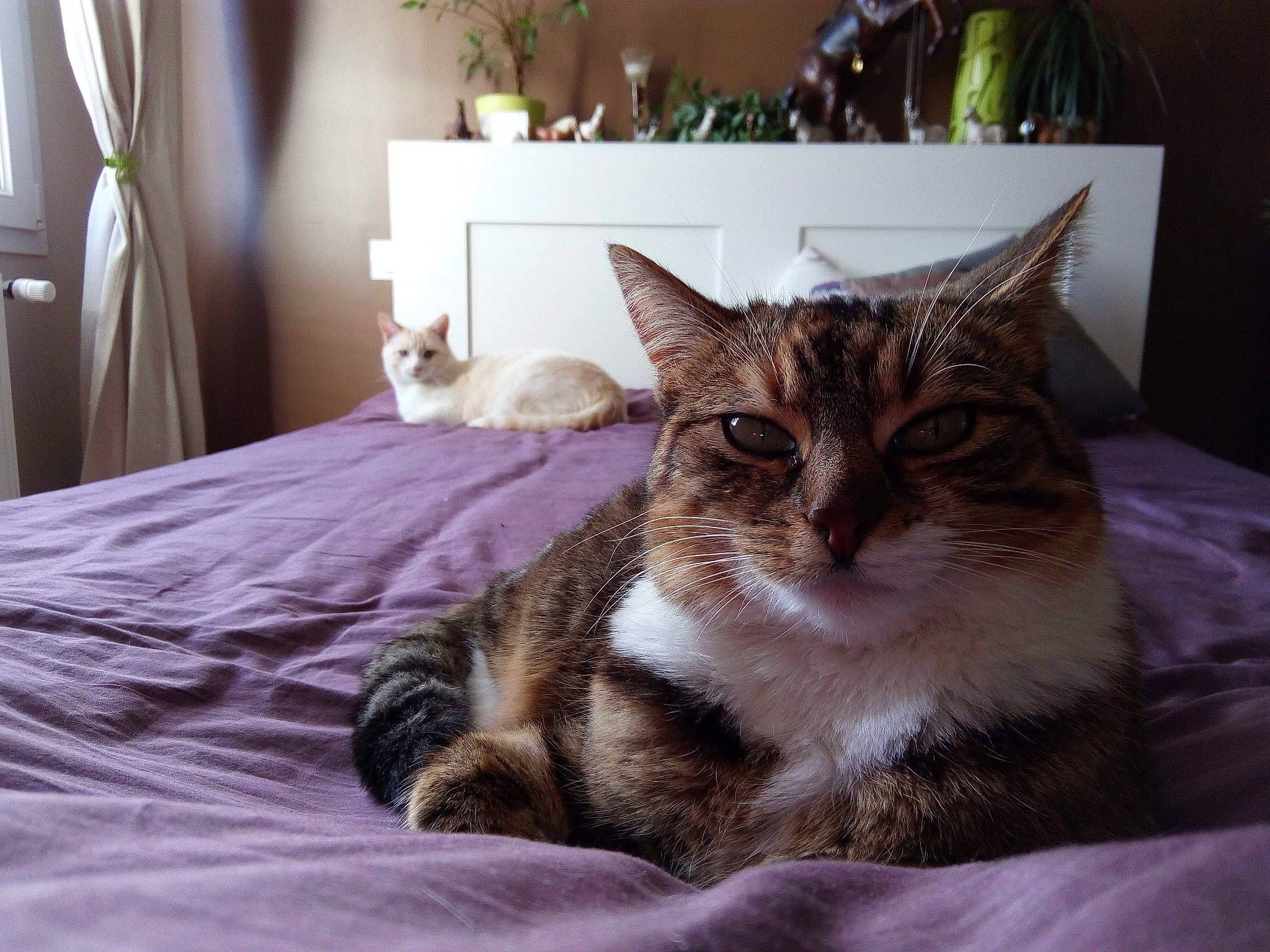 Glue a rejoint le concours — aidez-le/la à gagner de superbes lots ! aegean_cat, american_shorthair, asian, bed, bed_sheet, carnivore, cat, domestic_short_haired_cat, dragon_li, ear, european_shorthair, eye, felidae, fur, furniture, kitten, mammal, small_to_medium_sized_cats, tabby_cat, whiskers