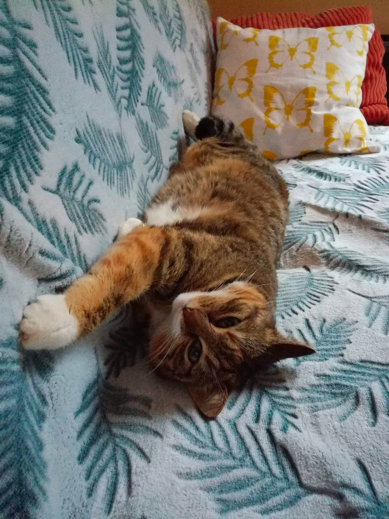 Glue a rejoint le concours — aidez-le/la à gagner de superbes lots ! carnivore, cat, dog_breed, domestic_short_haired_cat, dragon_li, european_shorthair, fawn, felidae, fur, kitten, nap, ocicat, pixie_bob, room, sleep, small_to_medium_sized_cats, tabby_cat, tail, toyger, whiskers