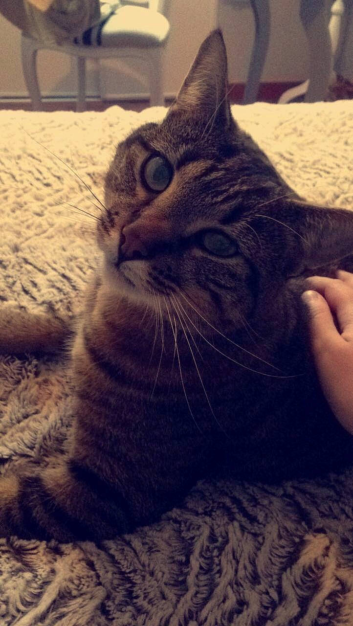 Chatouille participe au concours pour gagner de l'argent avec cette photo : asian, california_spangled, carnivore, cat, close_up, domestic_short_haired_cat, dragon_li, european_shorthair, eye, felidae, fur, mammal, small_to_medium_sized_cats, snout, tabby_cat, whiskers