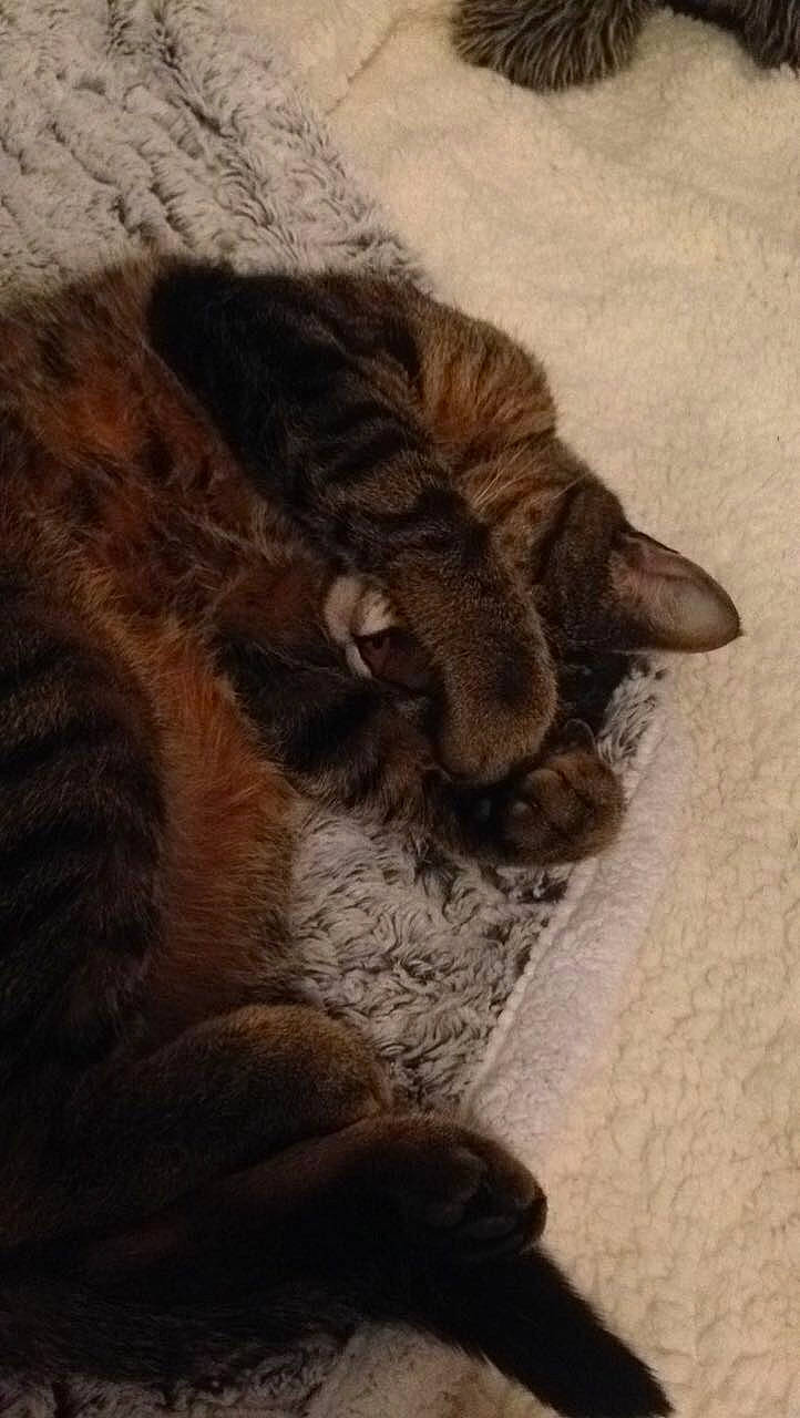 Chatouille a rejoint le concours — aidez-le/la à gagner de superbes lots ! carnivore, cat, claw, domestic_short_haired_cat, dragon_li, european_shorthair, fawn, felidae, fur, kitten, maine_coon, nap, paw, pixie_bob, polydactyl_cat, sleep, small_to_medium_sized_cats, tabby_cat, tail, whiskers