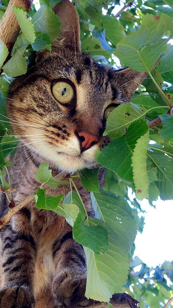 Chatouille participe au concours pour gagner de l'argent avec cette photo : aegean_cat, branch, carnivore, cat, domestic_short_haired_cat, dragon_li, european_shorthair, felidae, leaf, organism, pixie_bob, plant, rusty_spotted_cat, small_to_medium_sized_cats, snout, tabby_cat, toyger, tree, whiskers, wild_cat