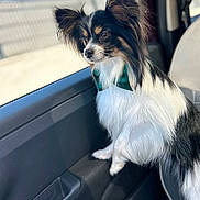 Teddy a rejoint le concours — aidez-le/la à gagner de superbes lots ! dog, papillon, bow_tie, car, window, sunlight, pet, animal, black_and_white, long_hair, ears, seat, looking_out, domestic_animal, side_view, fur, cute, companion, travel, portrait