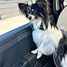 dog, papillon, bow_tie, car, window, sunlight, pet, animal, black_and_white, long_hair, ears, seat, looking_out, domestic_animal, side_view, fur, cute, companion, travel, portrait