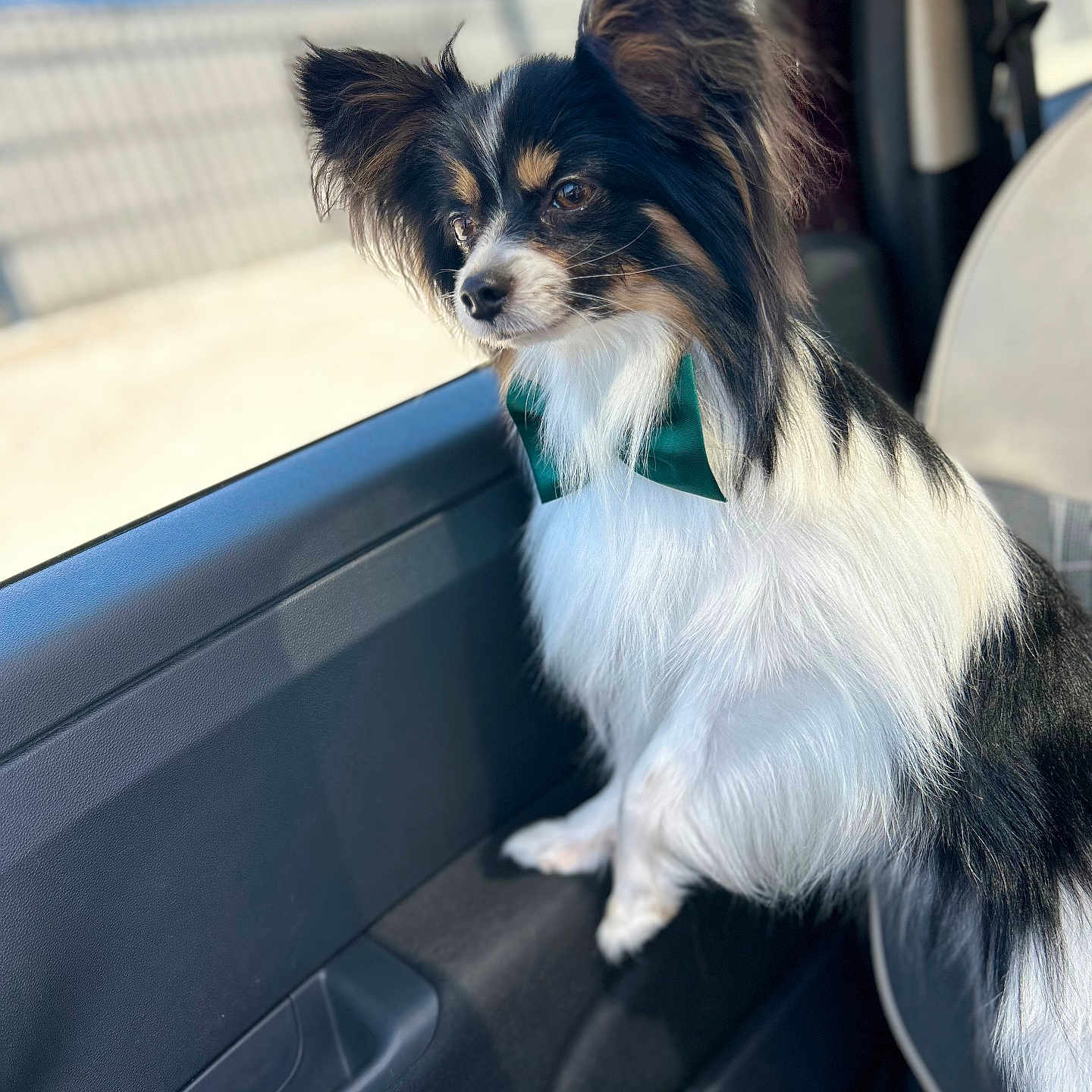 Teddy a rejoint le concours — aidez-le/la à gagner de superbes lots ! dog, papillon, bow_tie, car, window, sunlight, pet, animal, black_and_white, long_hair, ears, seat, looking_out, domestic_animal, side_view, fur, cute, companion, travel, portrait