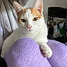 Tiko participe au concours pour gagner de l'argent avec cette photo : animal, blanket, casual, cat, close_up, comfort, cozy, curious, cute, domestic, feline, indoor, lap, orange_and_white_cat, paw, pet, purple_pants, resting, soft_texture, whiskers