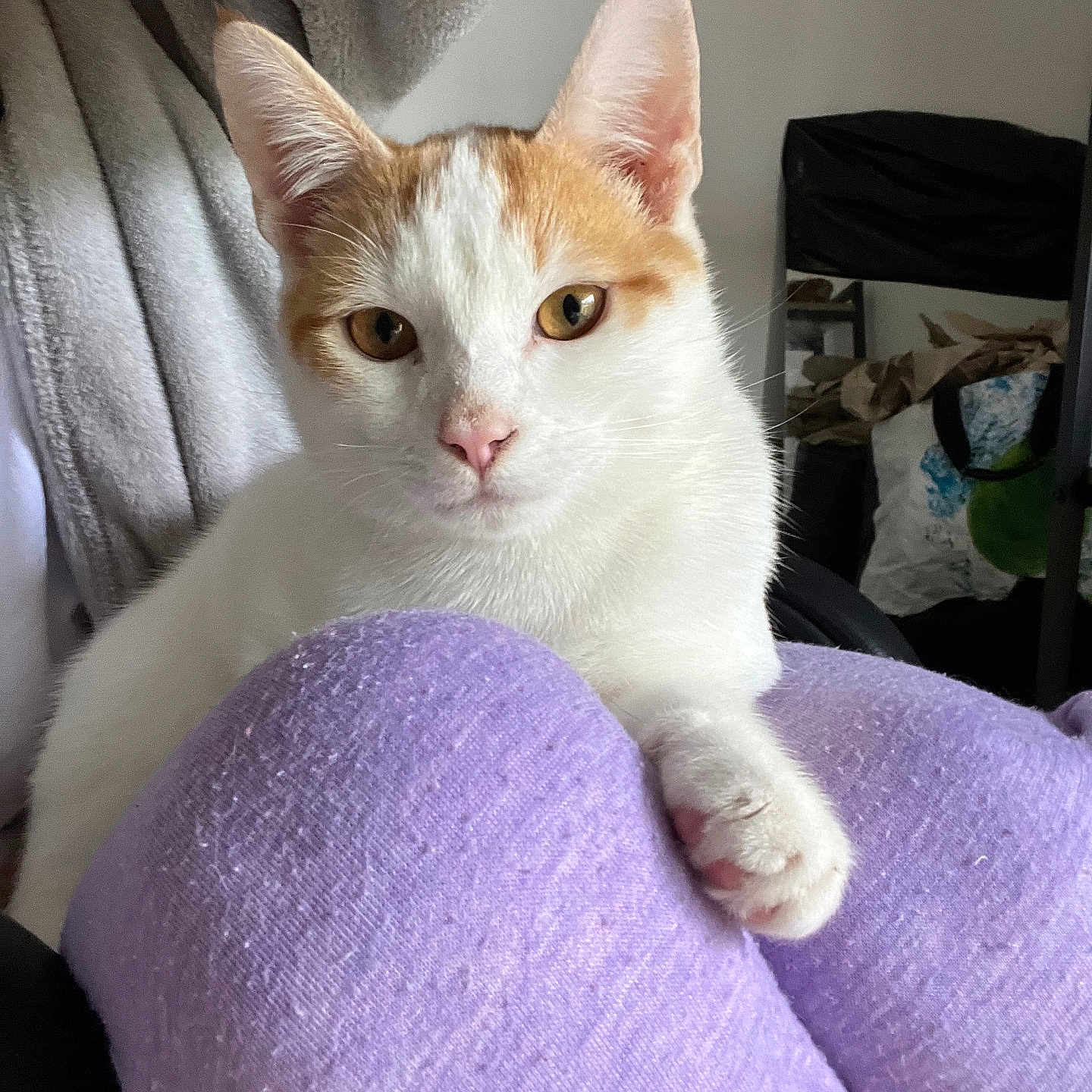 Tiko