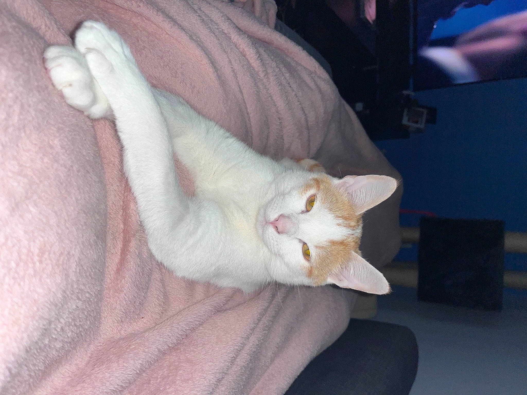 Tiko participe au concours pour gagner de l'argent avec cette photo : carnivore, cat, claw, comfort, domestic_short_haired_cat, ear, fawn, felidae, foot, fur, nap, paw, small_to_medium_sized_cats, tail, whiskers