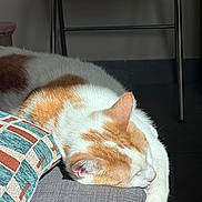 Tiko a rejoint le concours — aidez-le/la à gagner de superbes lots ! animal, cat, couch, cozy, cushion, domestic, fur, furniture, home, indoor, nap, orange_and_white, peaceful, pet, quiet, relaxation, resting, sleeping, soft_light, sunlight