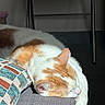 animal, cat, couch, cozy, cushion, domestic, fur, furniture, home, indoor, nap, orange_and_white, peaceful, pet, quiet, relaxation, resting, sleeping, soft_light, sunlight