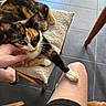 Saya a rejoint le concours — aidez-le/la à gagner de superbes lots ! affection, animal, calico_cat, cat, chair, companion, cushion, cute, domestic_animal, flooring, fur, human_hand, indoor, leg, paw, pet, relaxation, resting, tile_floor, wooden_furniture