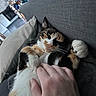 calico_cat, cat, closeup, comfort, content, couch, cozy, domestic_animal, feline, fur, hand, human_hand, indoor, living_room, paw, pet, relaxed, resting, sleeping, whiskers