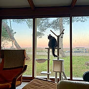 Minou participe au concours pour gagner de l'argent avec cette photo : cat, cat_tree, window, sunset, indoor, chair, armchair, furniture, grass, tree, sky, animal, pet, relaxation, home, cozy, silhouette, nature, daylight, peaceful