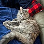 Minou participe au concours pour gagner de l'argent avec cette photo : cat, gray_cat, fluffy, pet, animal, indoor, blanket, pillow, cozy, resting, fur, tail, soft, relaxed, comfort, couch, furniture, sleepy, domestic, cute