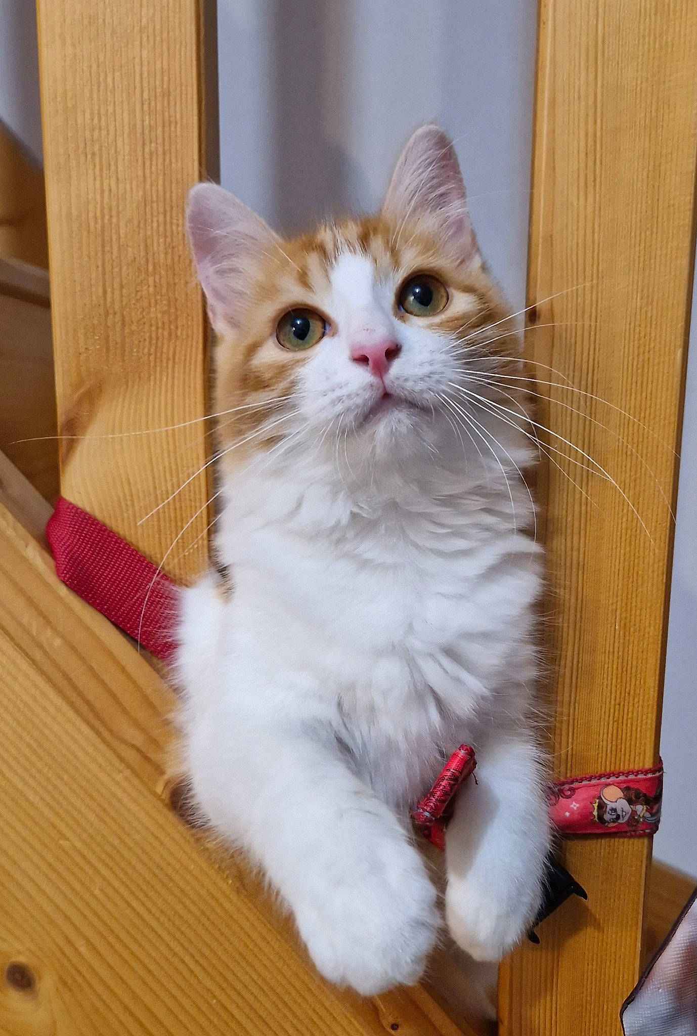 Mélody participe au concours pour gagner de l'argent avec cette photo : carnivore, cat, claw, curious, domestic_short_haired_cat, fawn, felidae, flooring, fur, hardwood, iris, paw, small_to_medium_sized_cats, snout, tail, varnish, whiskers, window, wood, wood_stain