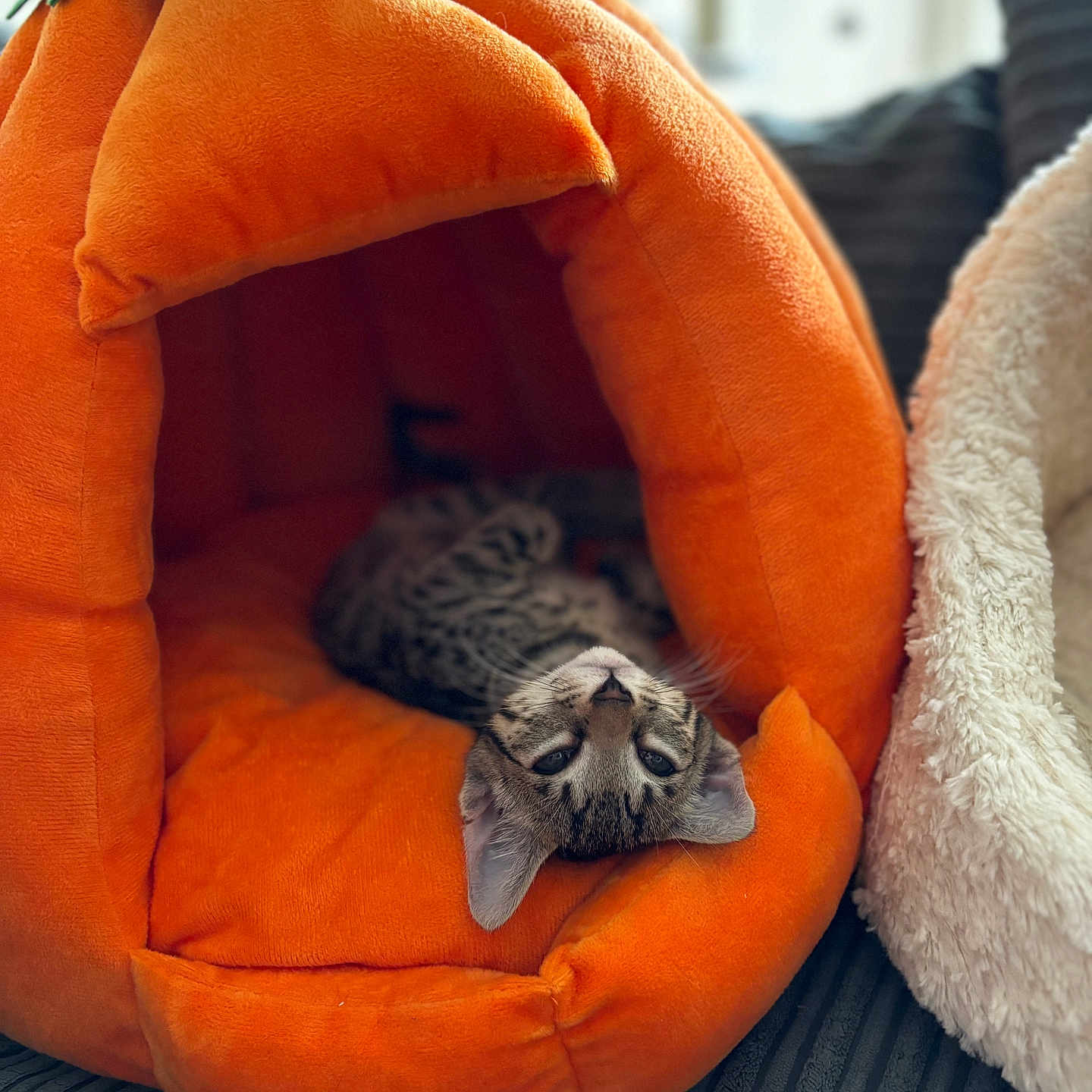 Echo joined the competition — help win amazing prizes! abyssinian, animal, blanket, canine, cat, couch, cushion, den, dog, doghouse, egyptiancat, furniture, homedecor, indoors, kitten, manx, person, pet, siamese, sleeping